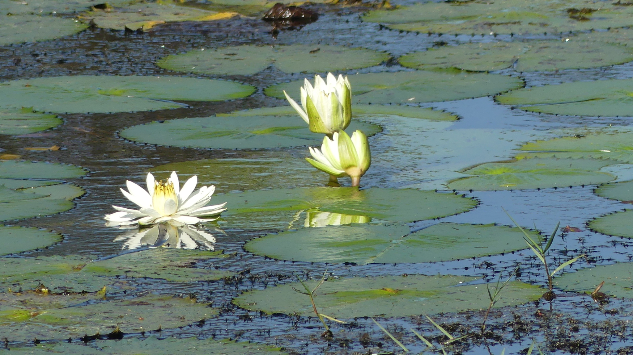 Water Lillies